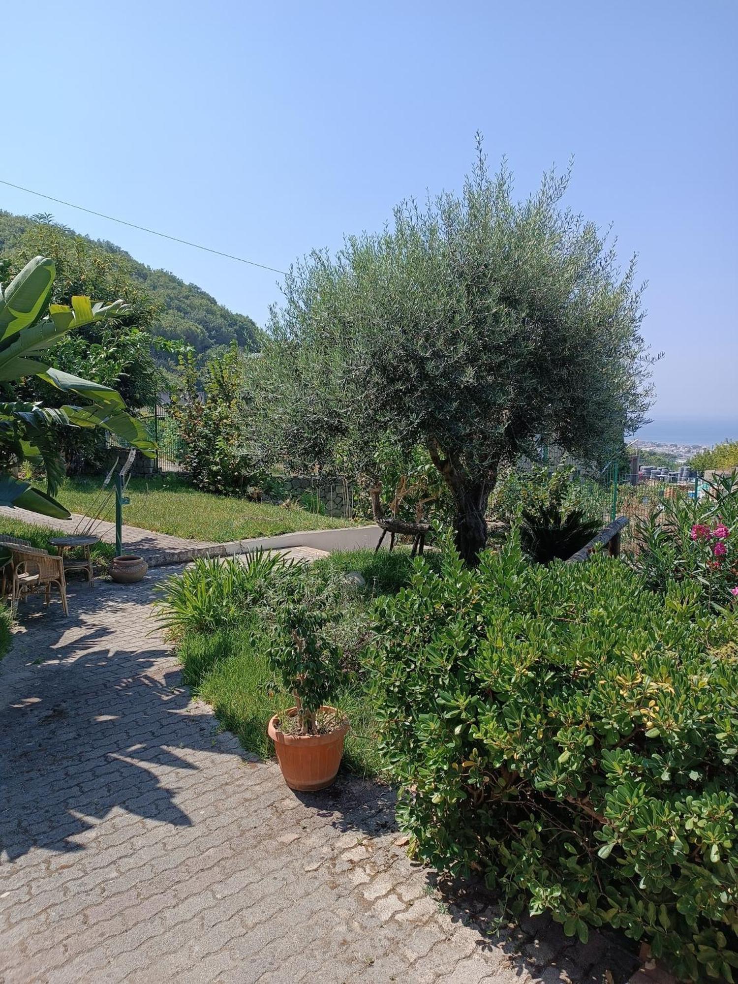 Il Rosmarino Apartment Ischia Bagian luar foto